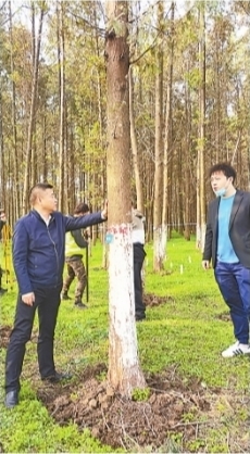 武汉188公里环城森林正在“野蛮生长”