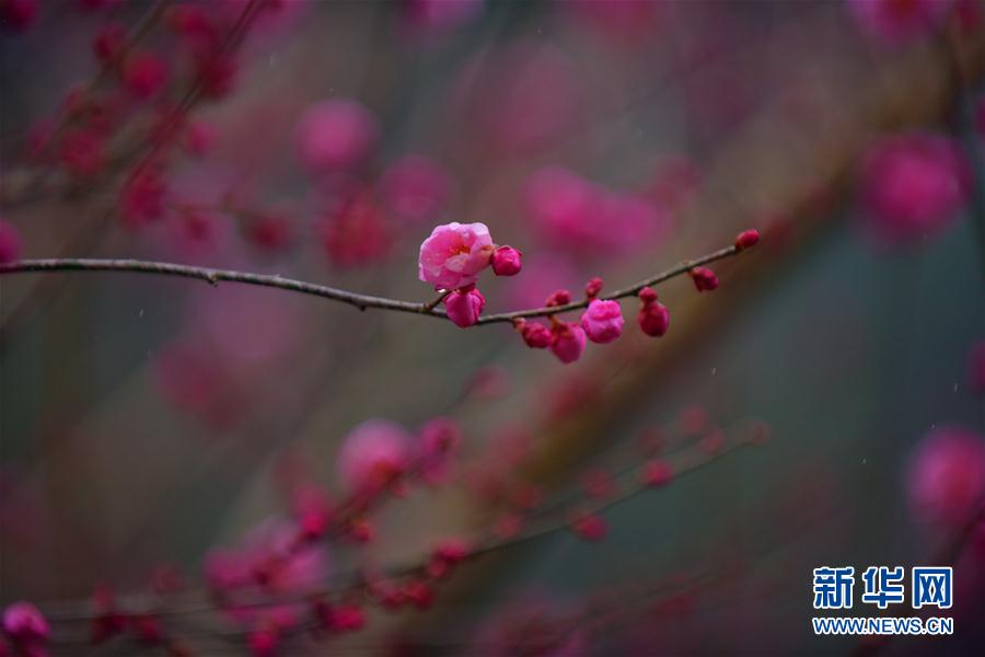 暗香浮“冬”