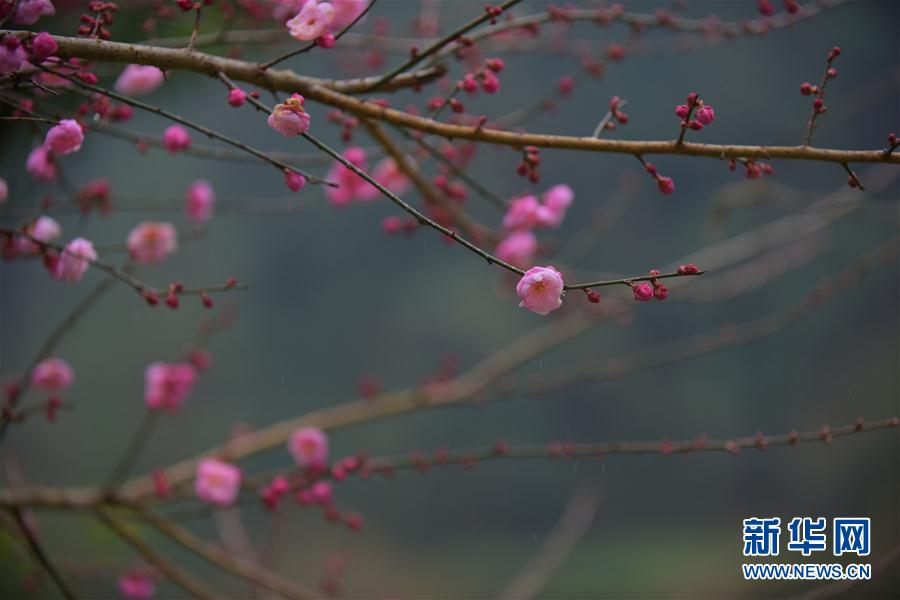 暗香浮“冬”