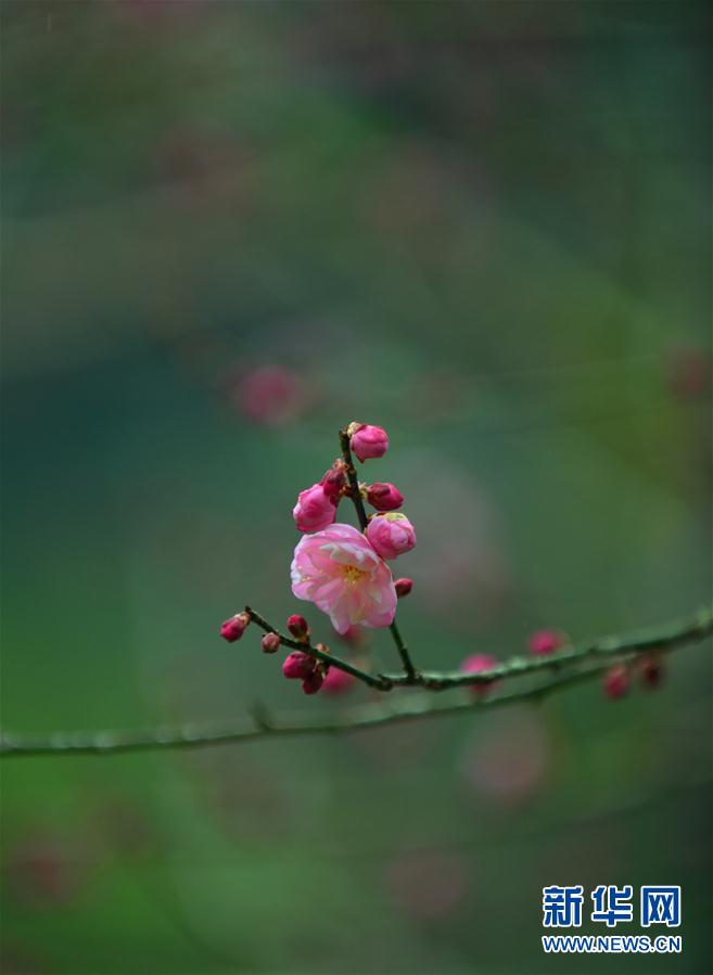 暗香浮“冬”