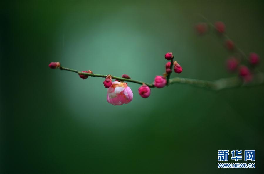 暗香浮“冬”