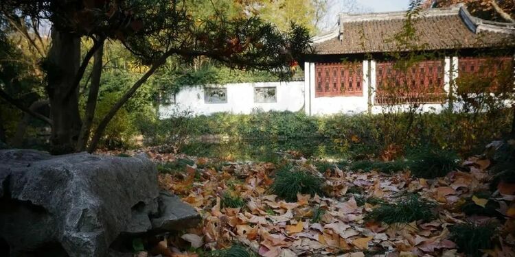 秋“枫”生浦江，落叶满申城！一起打卡沪上“枫”景地