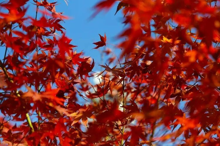 秋“枫”生浦江，落叶满申城！一起打卡沪上“枫”景地