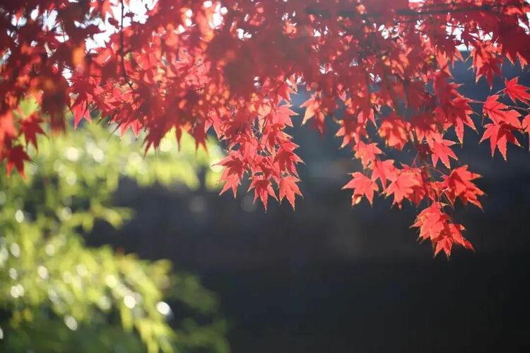 秋“枫”生浦江，落叶满申城！一起打卡沪上“枫”景地
