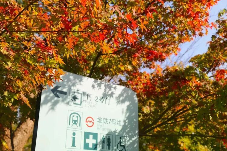 秋“枫”生浦江，落叶满申城！一起打卡沪上“枫”景地
