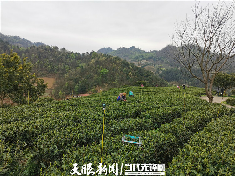 【我的扶贫故事】一路见证茶叶乡镇的崛起丨紫云自治县坝羊镇党委副书记、镇长班兴坤