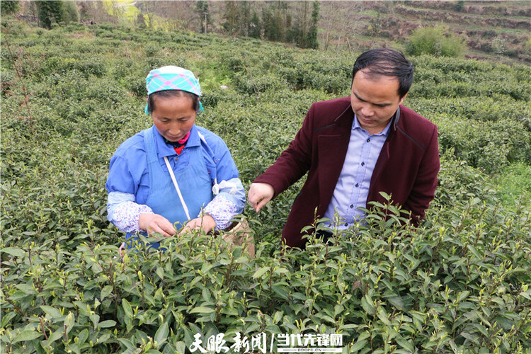 【我的扶贫故事】一路见证茶叶乡镇的崛起丨紫云自治县坝羊镇党委副书记、镇长班兴坤