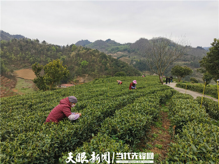 【我的扶贫故事】一路见证茶叶乡镇的崛起丨紫云自治县坝羊镇党委副书记、镇长班兴坤