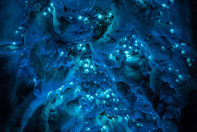 新西兰岩洞内萤火虫美如夜空繁星