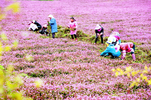 贵州黔西：花海连山美致富路更宽