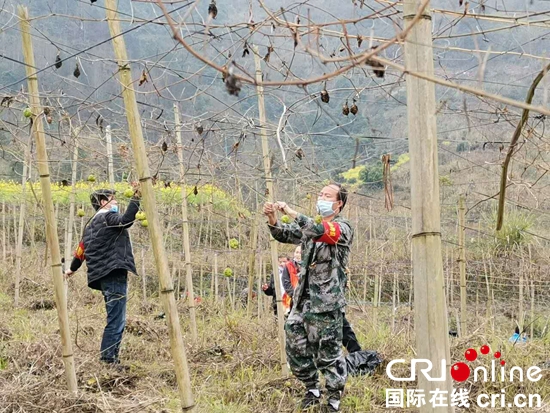 贵州荔波：抗疫情抓春耕 确保防控生产“两不误”