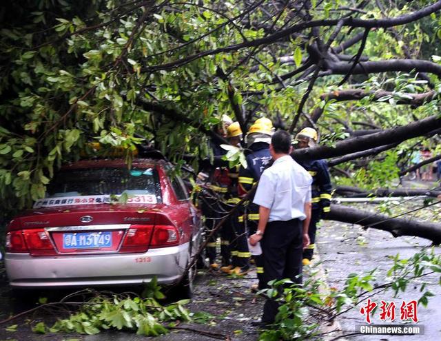 广州市区3层楼高绿化树突然倾倒 横跨马路砸中三车