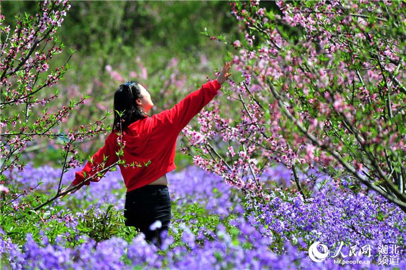 湖北宜昌：假日乐享“田园花海”春光
