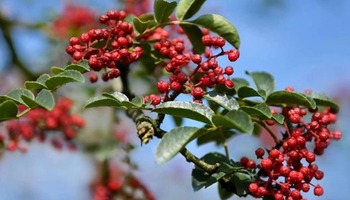 Ya'an, Sichuan: The Opening Ceremony of the 5th Hanyuan Peppercorns Picking Festival —— Countryside Tour in 2020_fororder_6