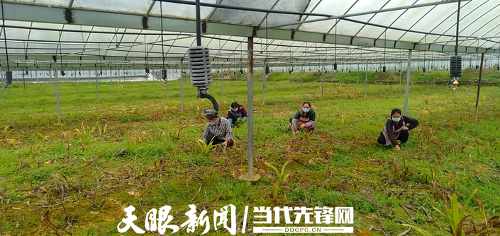 （社会）思南许家坝：战“疫”进行时 坝上迎“春天”