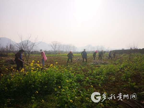 （社会）贞丰：小队伍发挥大作用 防疫和生产双促进