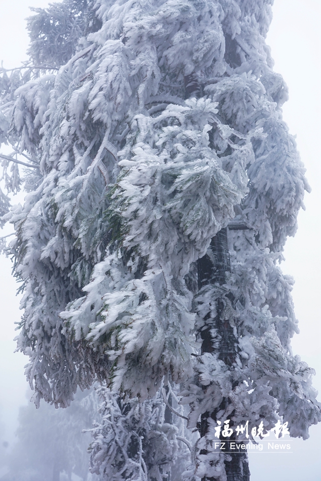 宛若冰雪仙境！闽侯大湖雪峰村现雨凇景观
