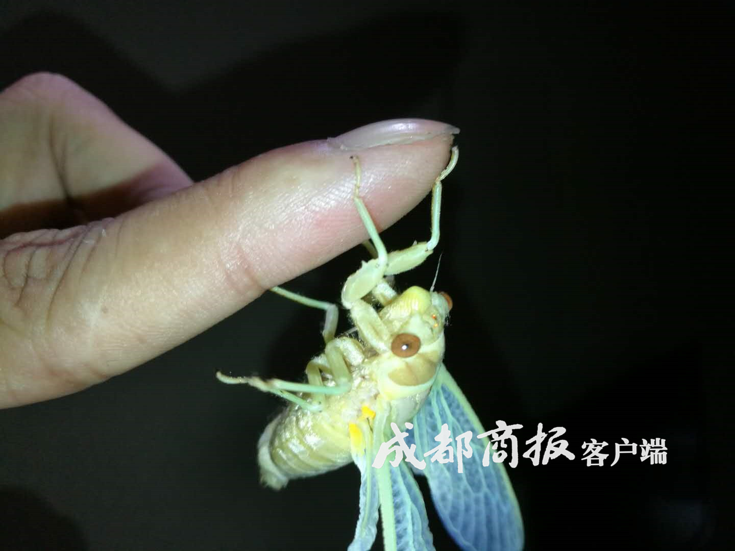 图片默认标题_fororder_2C94FB89FD14A5CBB889ECA3EFFB0B0FBB7CDE2A_size154_w1440_h1080