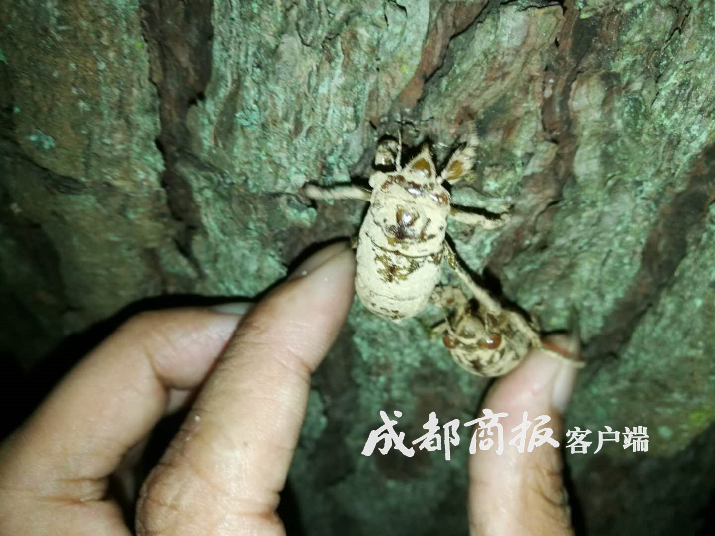 图片默认标题_fororder_9CAE7A198E90191B402D9D21C338E8659FD8935A_size250_w1440_h1080