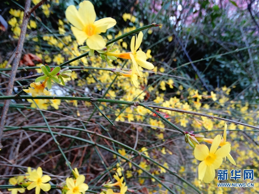 【城市远洋】【焦点图-大图】【移动端-轮播图】河南开封：大宋御河春意浓