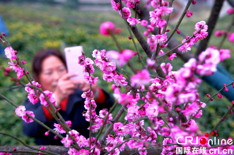 贵州大方：踏春赏梅正当时（组图）