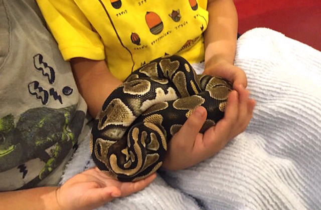东京现“蛇主题”咖啡馆 8成顾客为女性