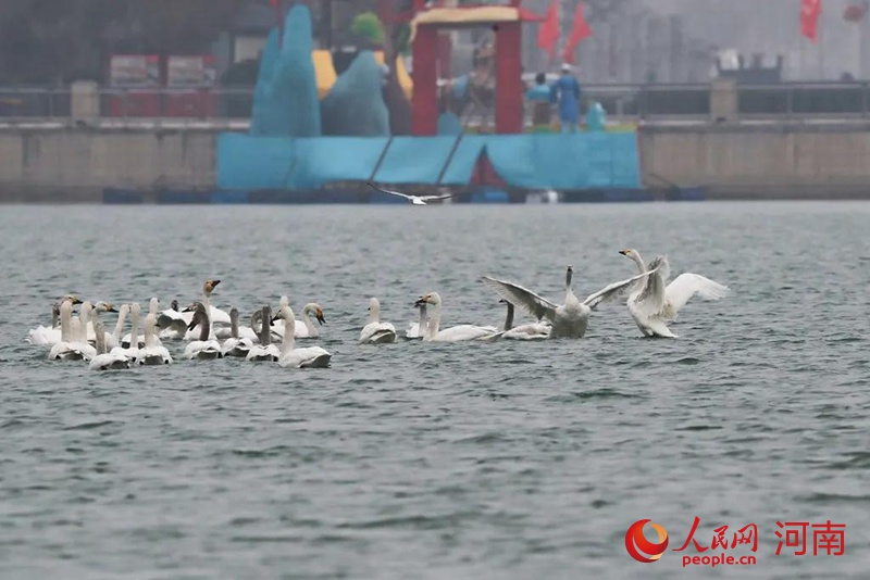 【焦点图-大图】【移动端-轮播图】河南商丘：天鹅又约日月湖