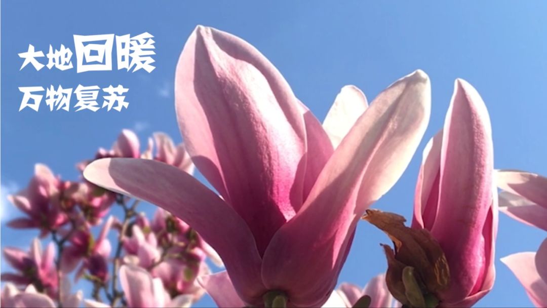 多个世界之最！长城脚下的世园会，游玩攻略一文get！
