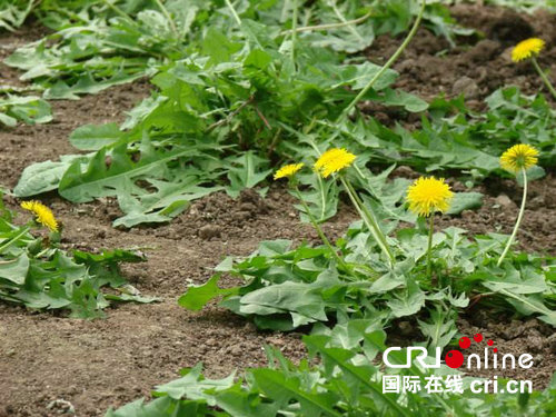【河南好项目-图片】河南鲁山：“黄黄苗”做成了高品质茶叶（页面：蒲公英茶）