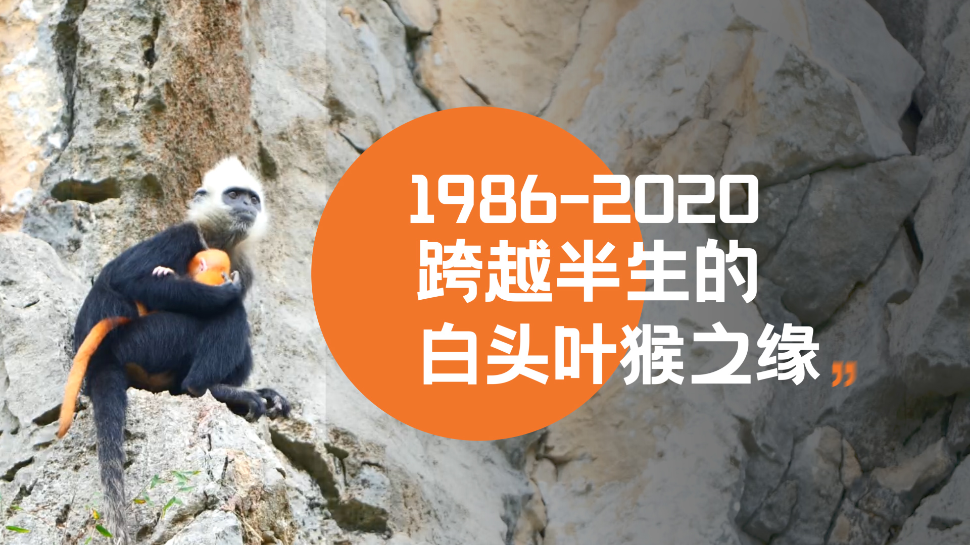 1986-2020，跨越半生的白头叶猴之缘（视频）