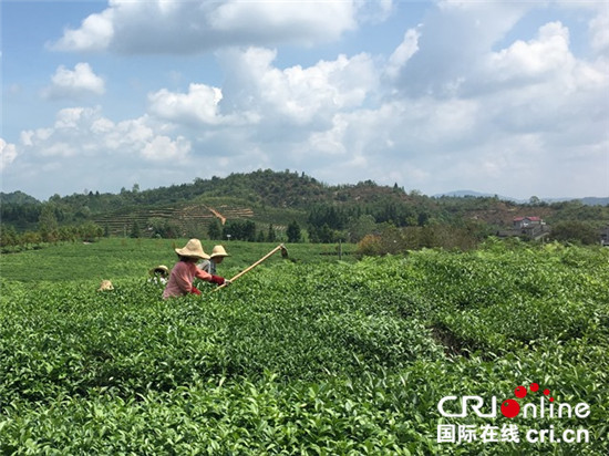 图片默认标题_fororder_有机茶园不能使用除草剂，只能雇佣大量工人除草_副本_副本