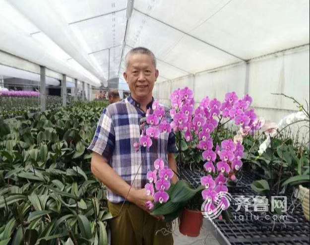 【齐鲁大地-文字列表】【走遍山东-德州】德州蝴蝶兰新品种获第九届花博会金奖