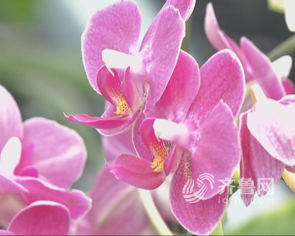 【齐鲁大地-文字列表】【走遍山东-德州】德州蝴蝶兰新品种获第九届花博会金奖