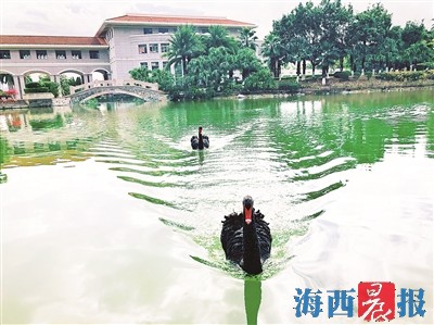 厦门黑天鹅"家族"又壮大了 厦门黑天鹅观赏地图发布