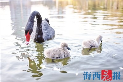 厦门黑天鹅"家族"又壮大了 厦门黑天鹅观赏地图发布