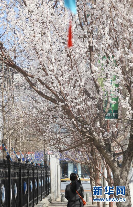 沈阳：春暖迎花开