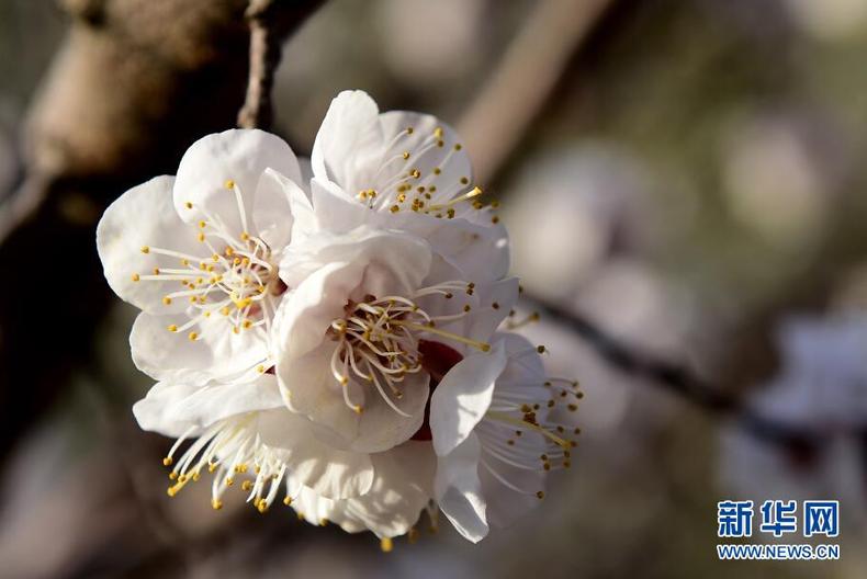 沈阳：春暖迎花开