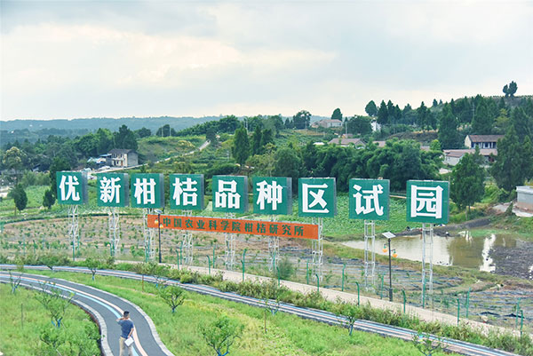 橘乐田园亮点多 四川资阳雁江区以柑橘为“IP”打造特色农旅融合项目_fororder_2、丰富多彩的柑橘科普园--供图-雁江区委宣传部
