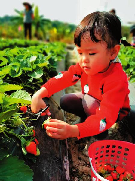 摘草莓、品柑橘、吃窑鸡、赏花……田园采摘乐趣多 乡村旅游好惬意