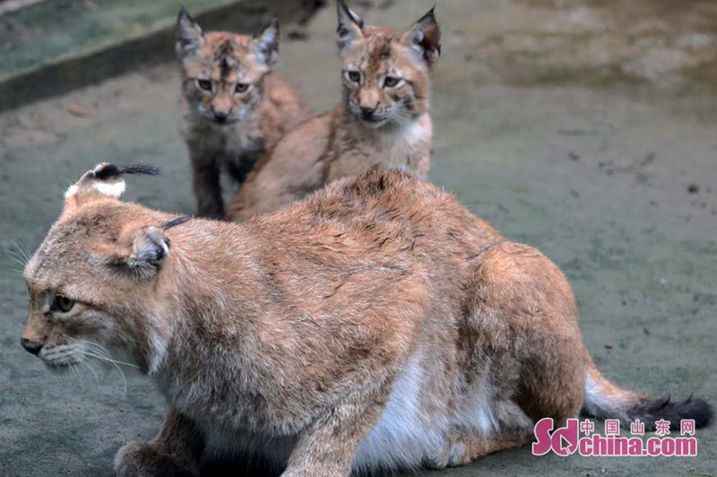 济南动物园猛兽家族新添3只孟加拉虎和3只猞猁_fororder_5_副本