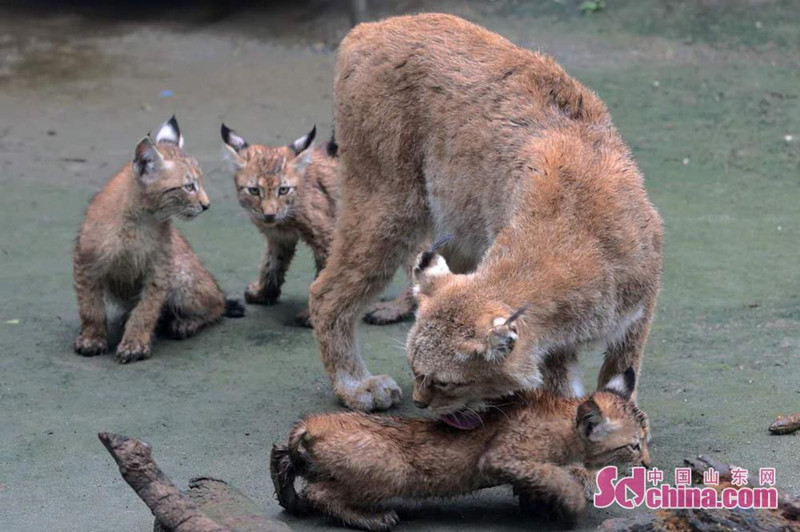 济南动物园猛兽家族新添3只孟加拉虎和3只猞猁_fororder_1_副本