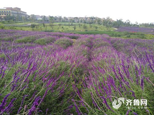 【旅游-文字列表】千亩花海似梦境 这里是中国的普罗旺斯