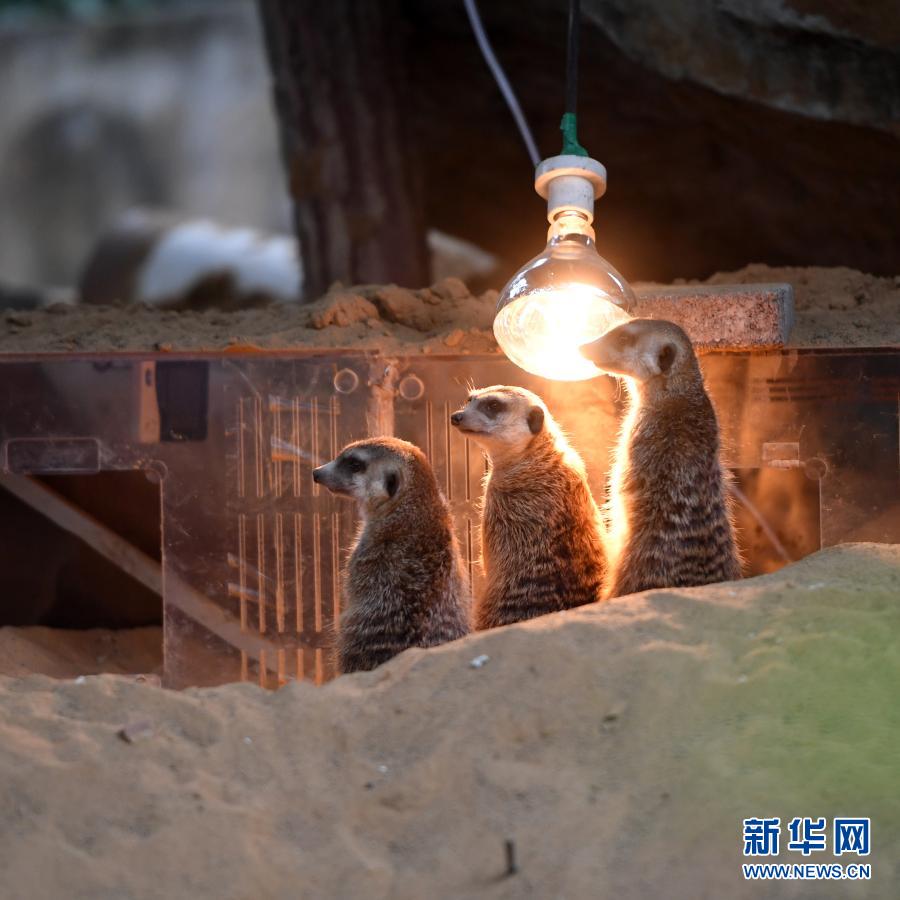 【城市远洋带图】重庆动物园为动物取暖过冬