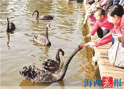 厦门黑天鹅"家族"又壮大了 厦门黑天鹅观赏地图发布