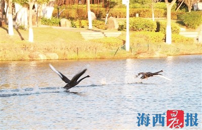 厦门黑天鹅"家族"又壮大了 厦门黑天鹅观赏地图发布