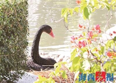 厦门黑天鹅"家族"又壮大了 厦门黑天鹅观赏地图发布
