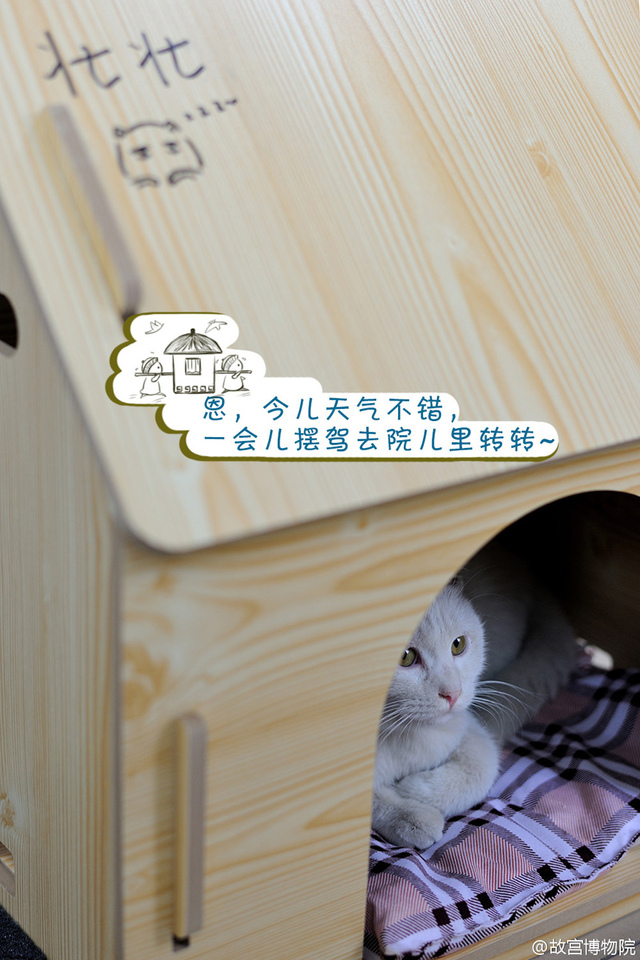 故宫有只小萌猫 网友起名“爱新觉罗·壮壮”