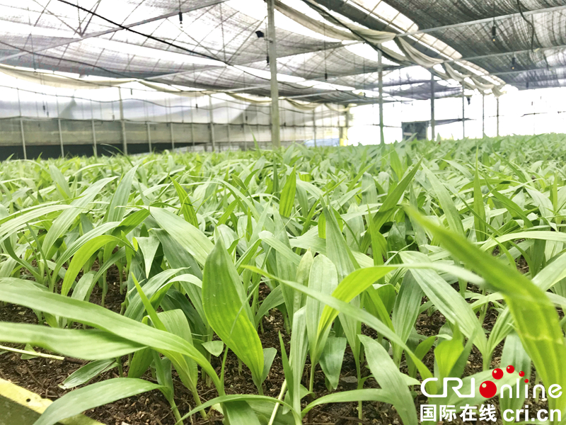 贵州黔南：珍贵药材长势喜人 致富之路越走越宽（组图）