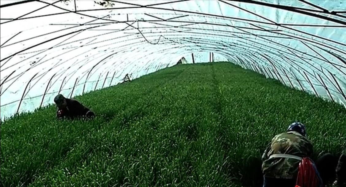 开原八宝镇大湾屯头茬冷棚韭菜产销两旺