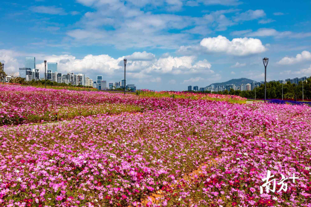 面朝大海 赏花走起来 深圳湾流花山花海20日起免费开放